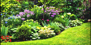 Aiuole e Piantumazione Piante e Fiori Sementi