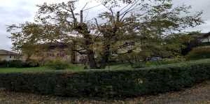 Potature Alto e Basso Fusto Siepi